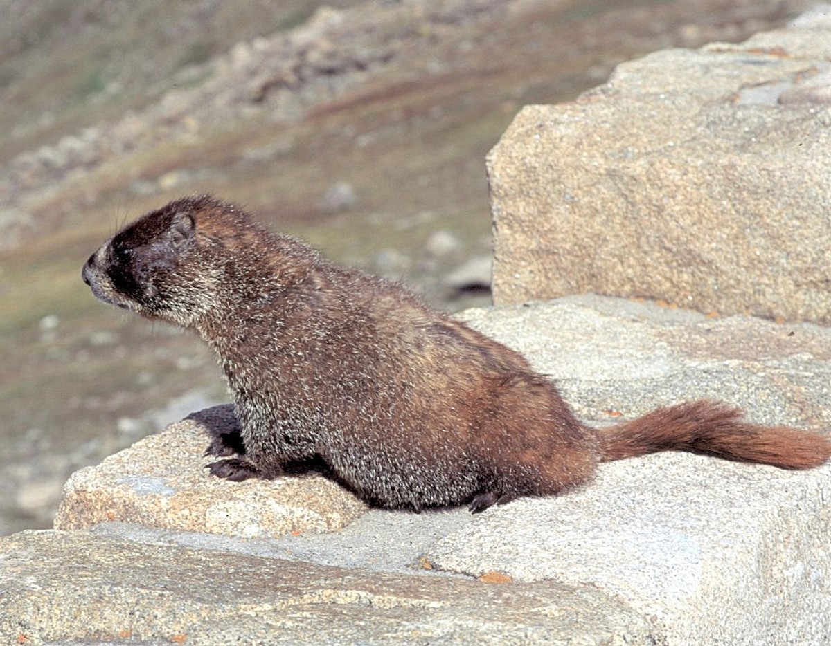 Marmotta dal ventre giallo - ML646409340