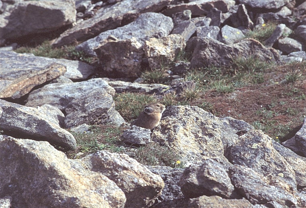 American Pika - ML646409341