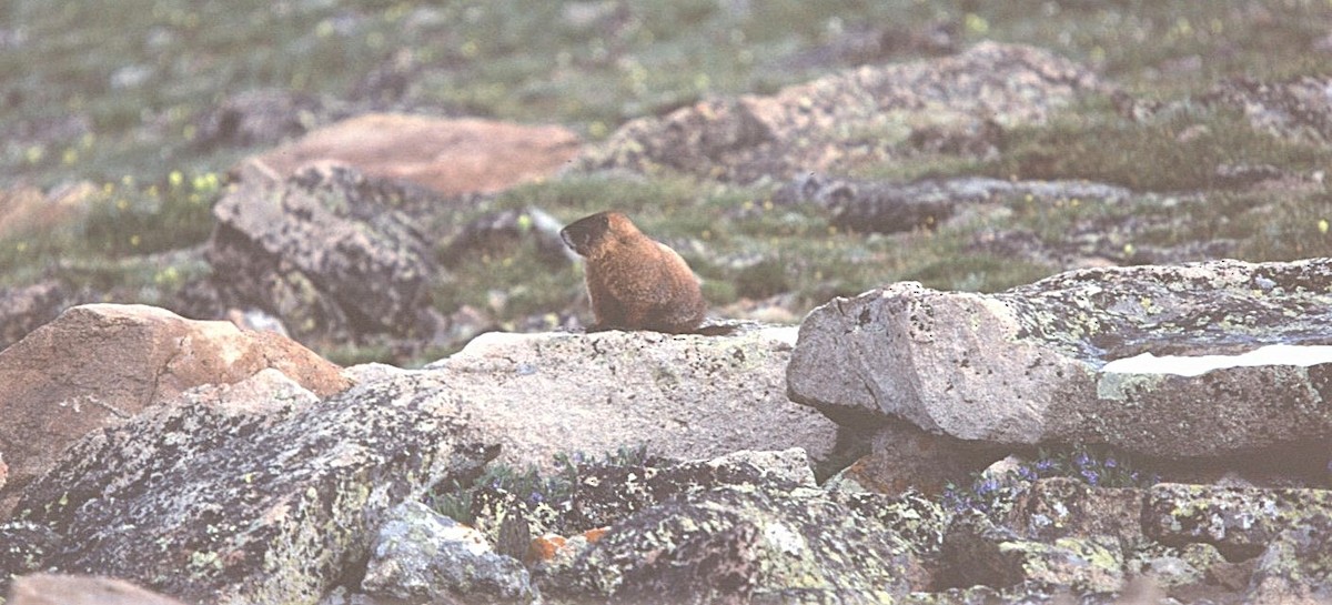 Marmotta dal ventre giallo - ML646409342