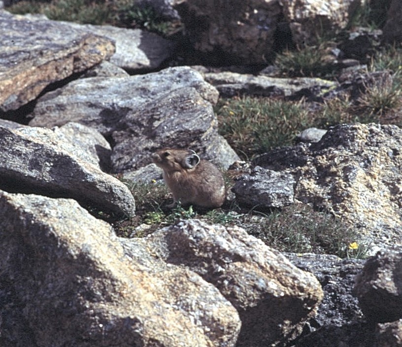 American Pika - ML646409343