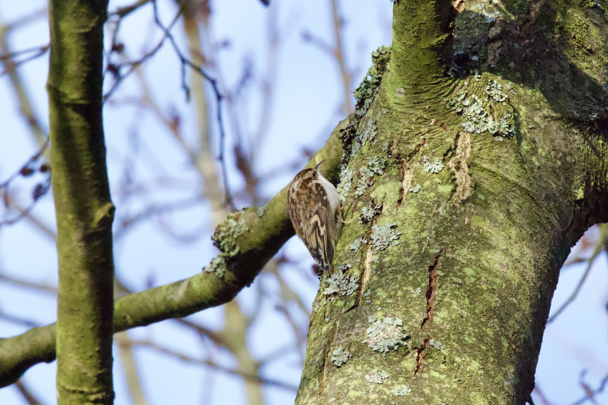 Eurasian Treecreeper - ML646409345
