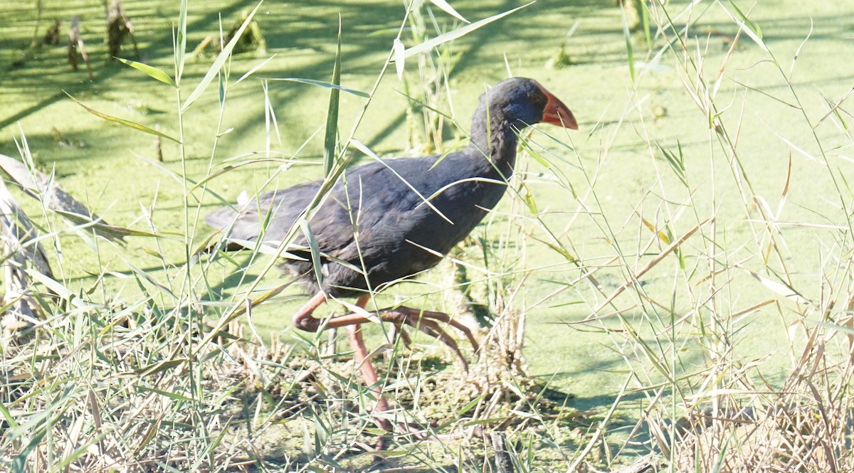 Western Swamphen - ML646409346