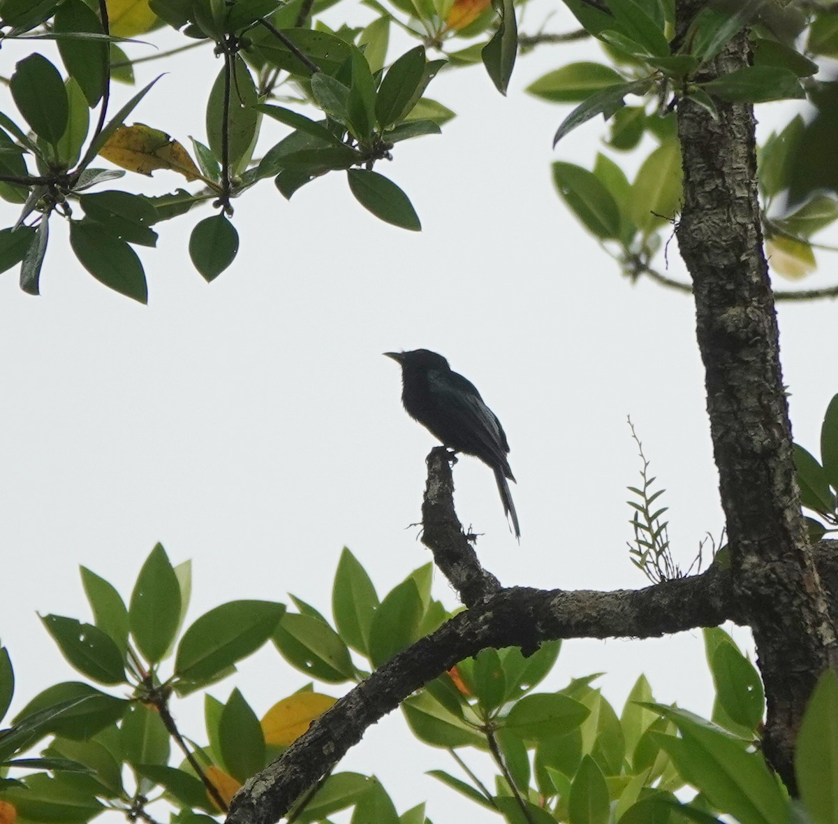 Drongo de Palawan (palawanensis) - ML646409347