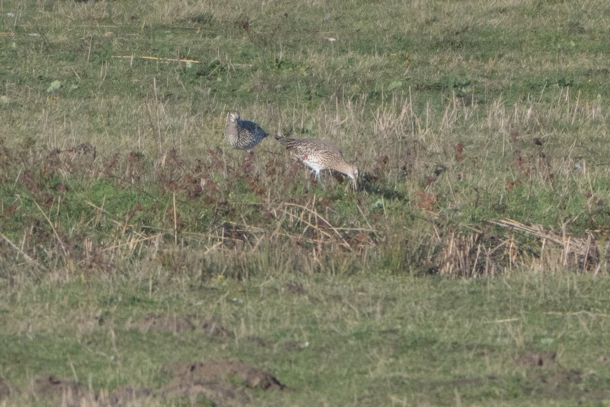 Eurasian Curlew - ML646409349