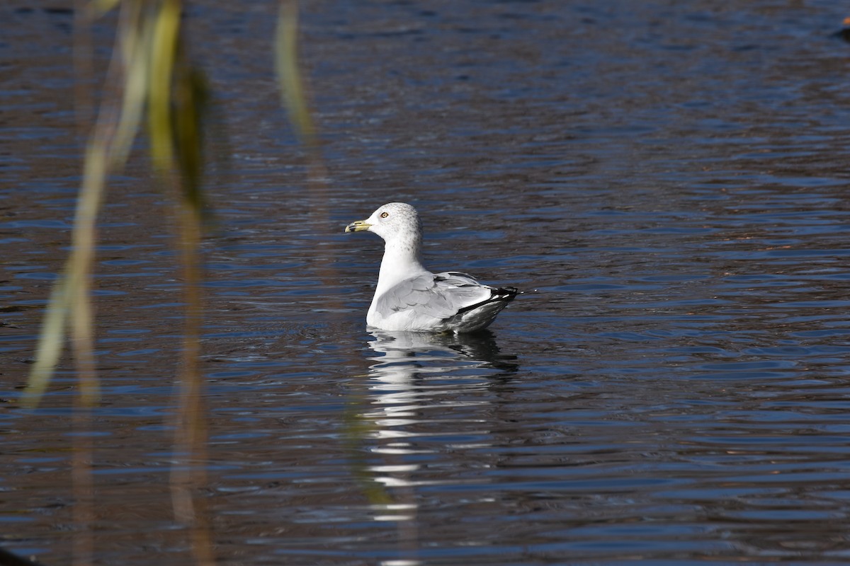 Ring-billed Gull - ML646409350