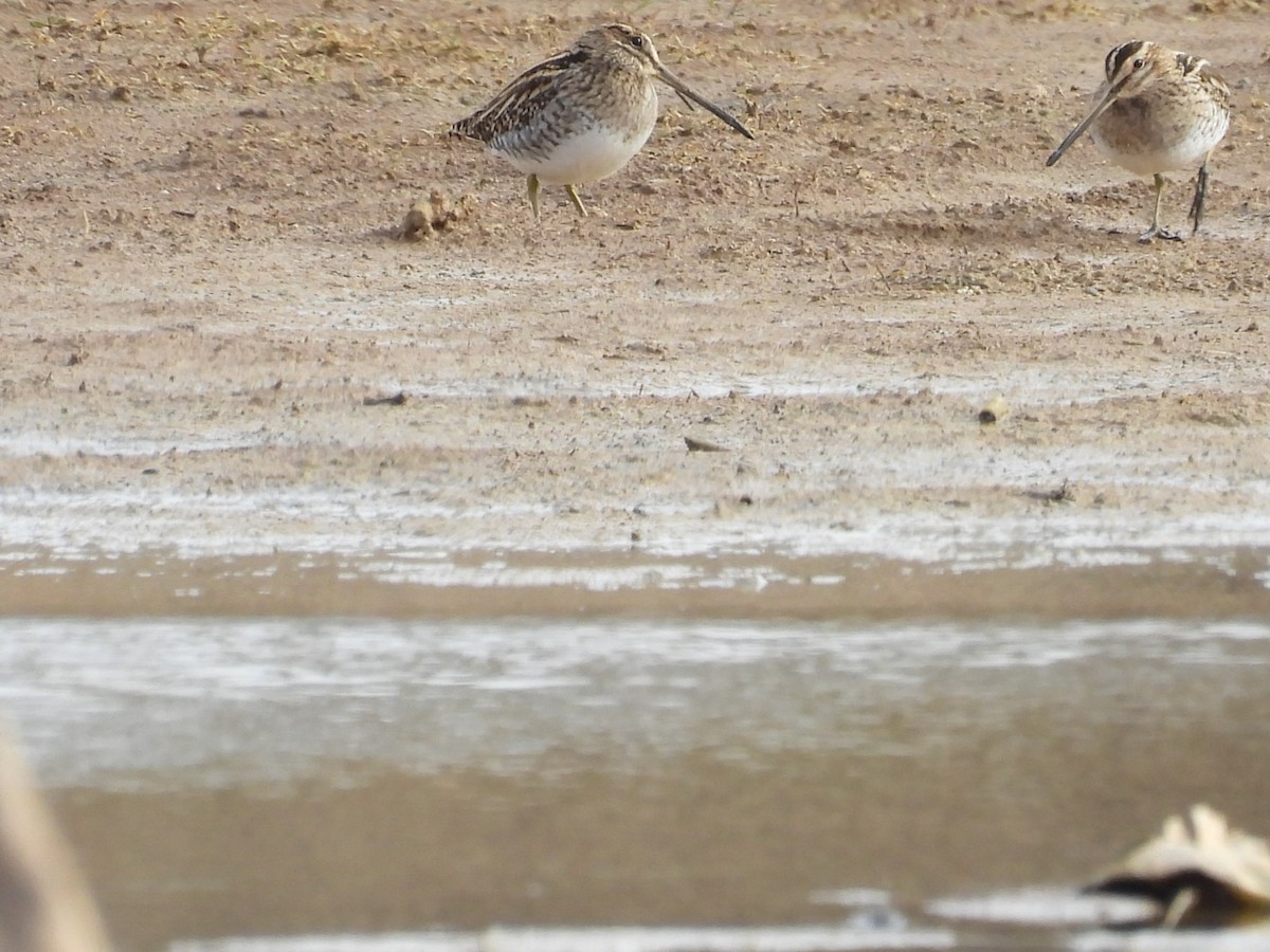 Common Snipe - ML646409351