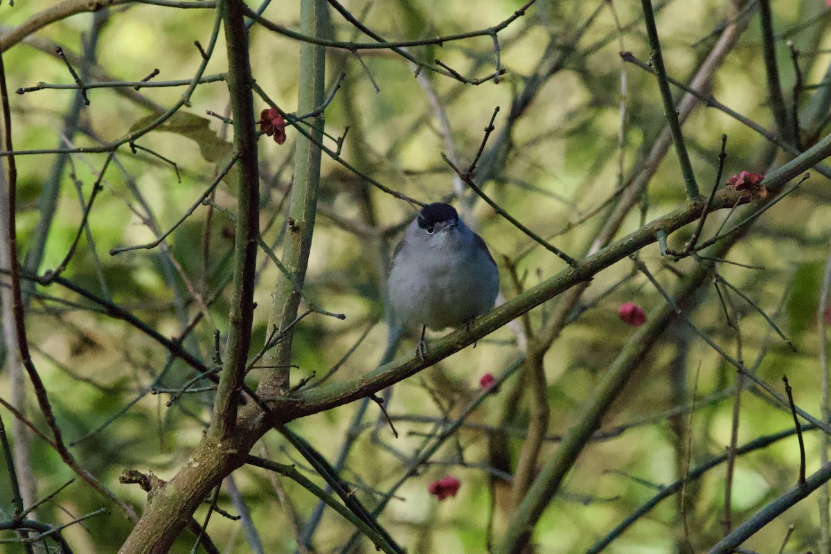 Eurasian Blackcap - ML646409352