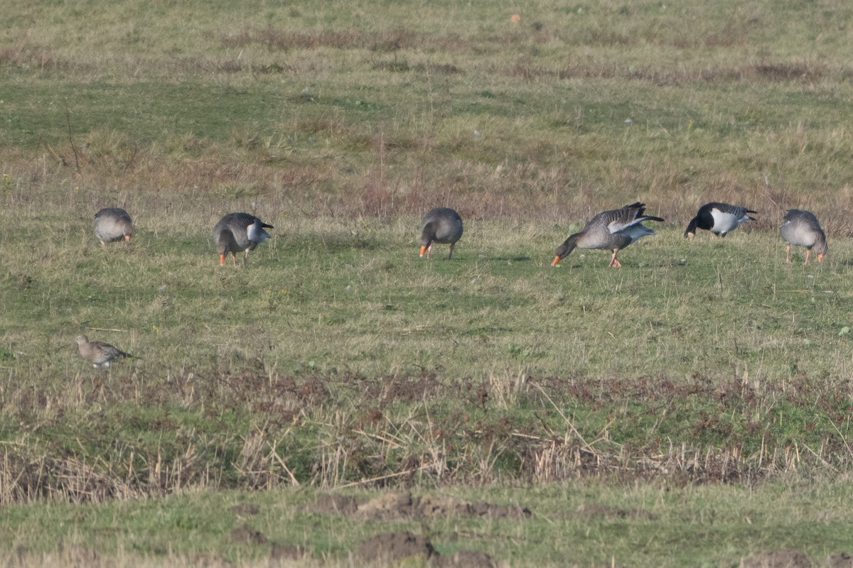 Graylag Goose - ML646409355