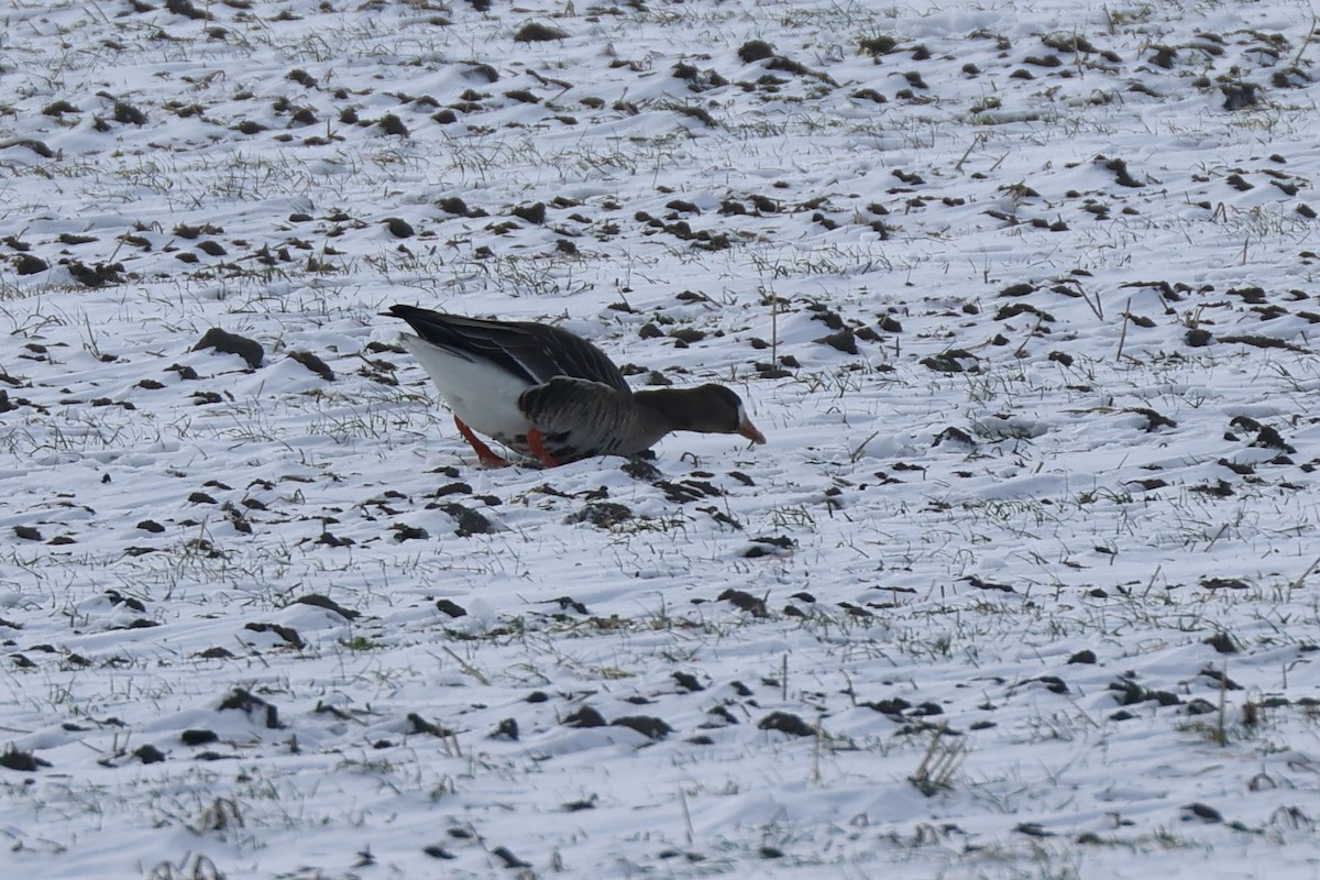 Blässgans - ML646409367