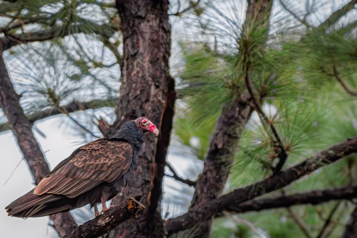Turkey Vulture - ML646409368