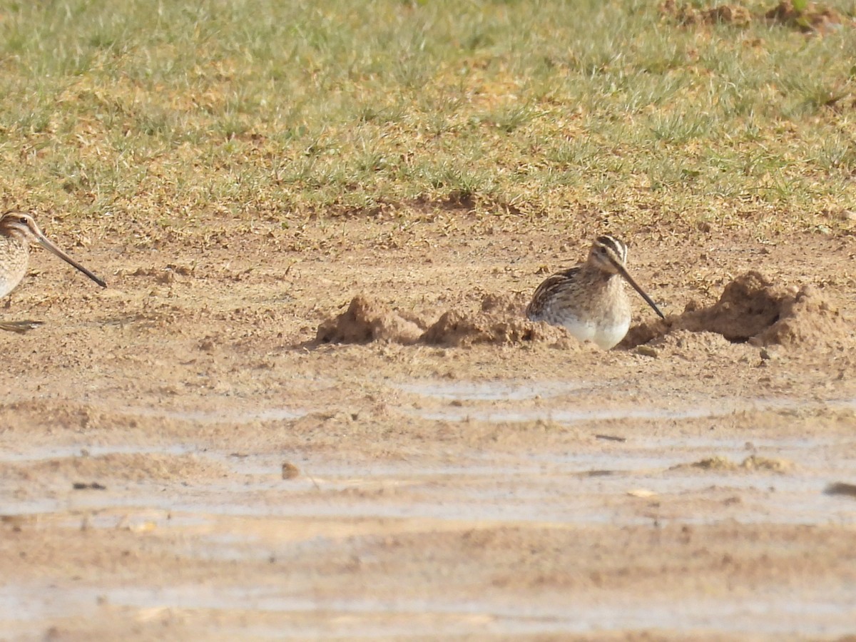 Common Snipe - ML646409371