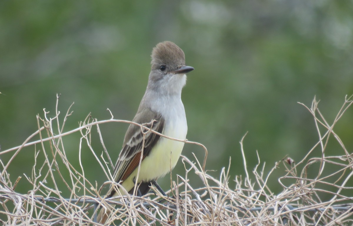 Ash-throated Flycatcher - ML646409372