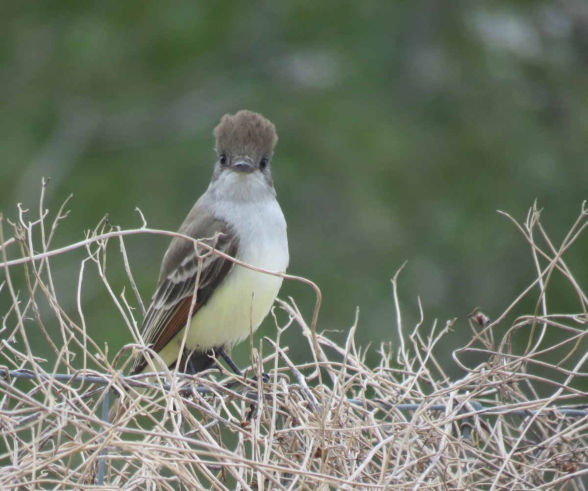 Ash-throated Flycatcher - ML646409373
