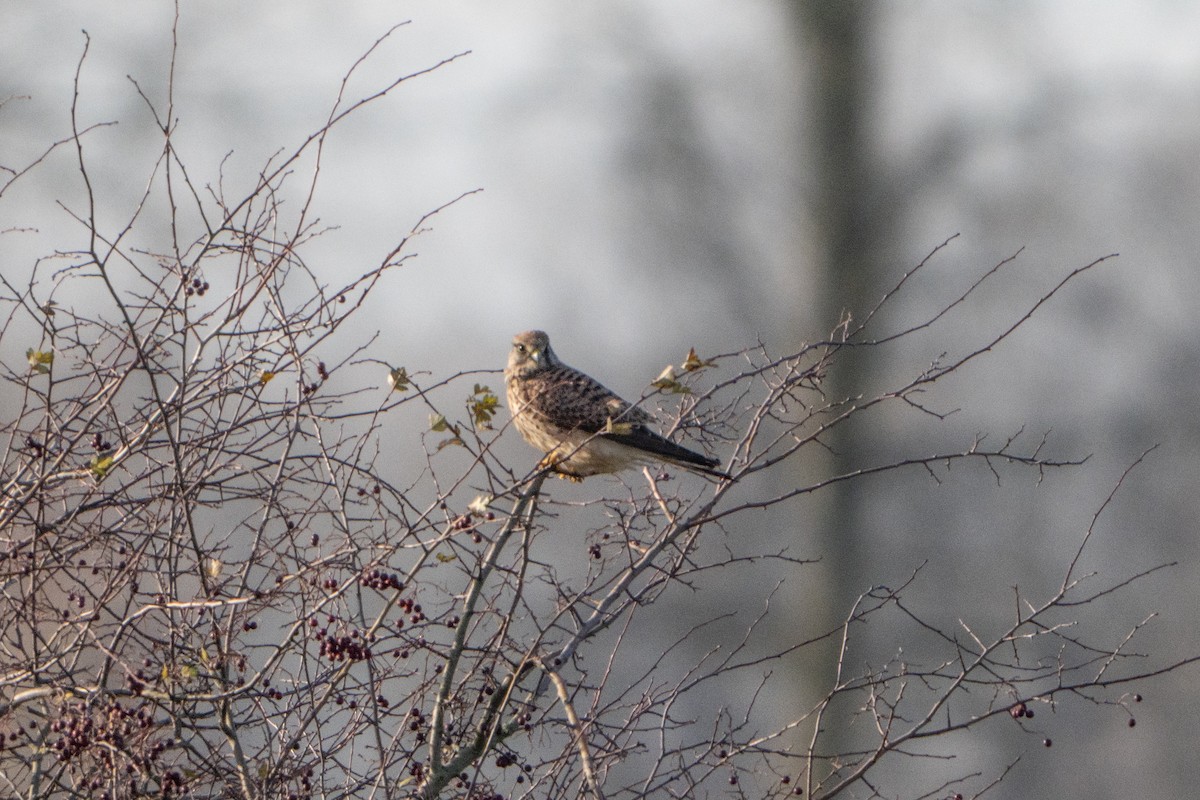 Eurasian Kestrel - ML646409376