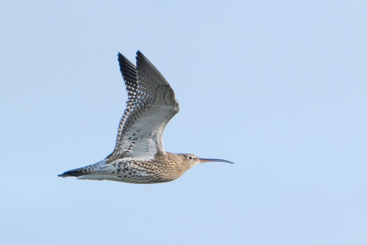 Eurasian Curlew - ML646409383