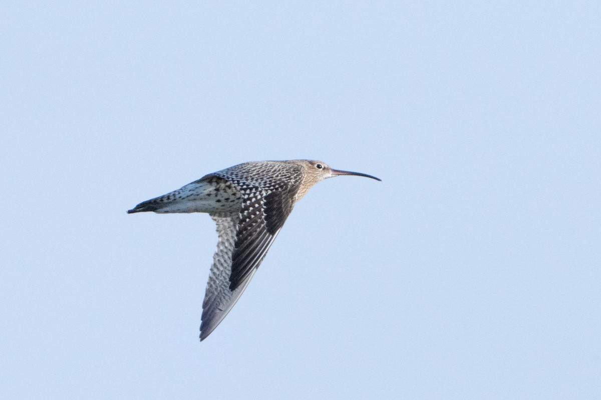 Eurasian Curlew - ML646409384