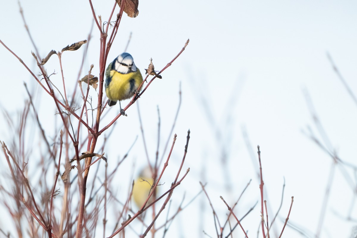 Eurasian Blue Tit - ML646409389