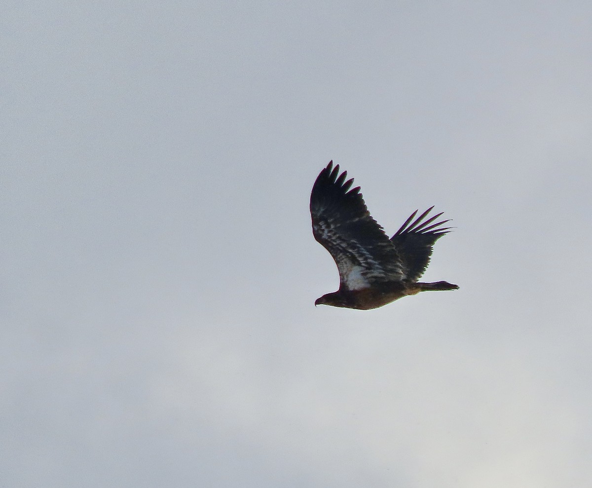Bald Eagle - ML646409396
