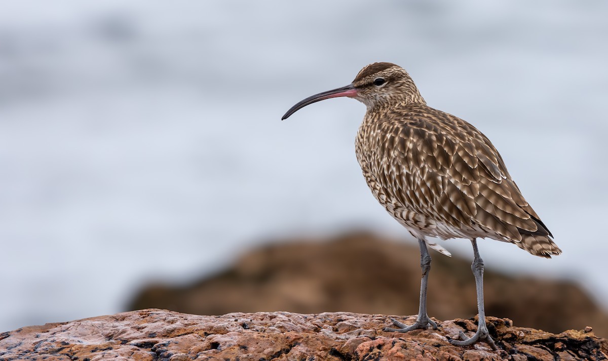 Eurasian Whimbrel - ML646409400
