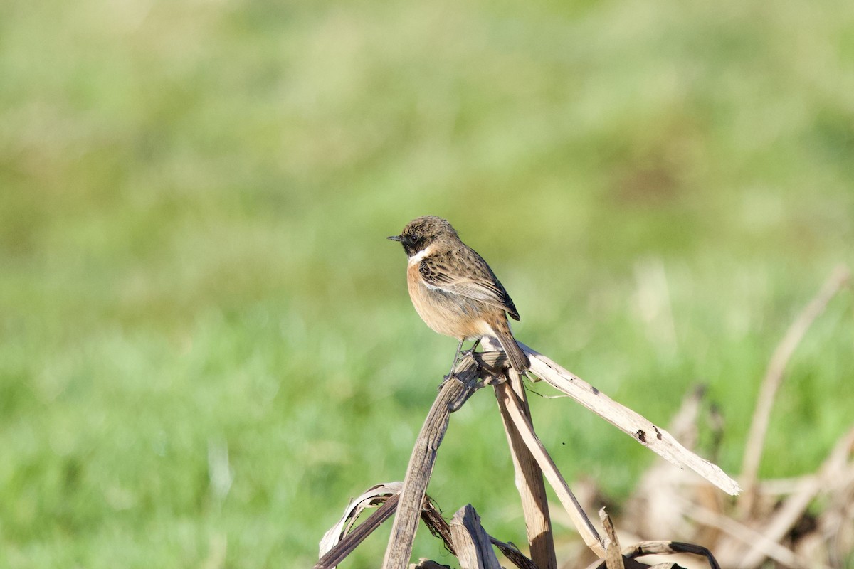 European Stonechat - ML646409403