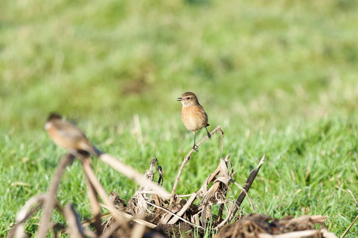 European Stonechat - ML646409404