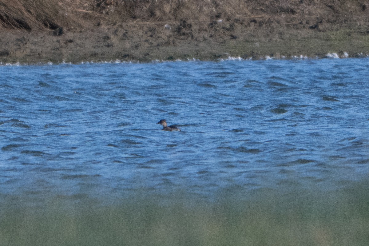 Little Grebe - ML646409406