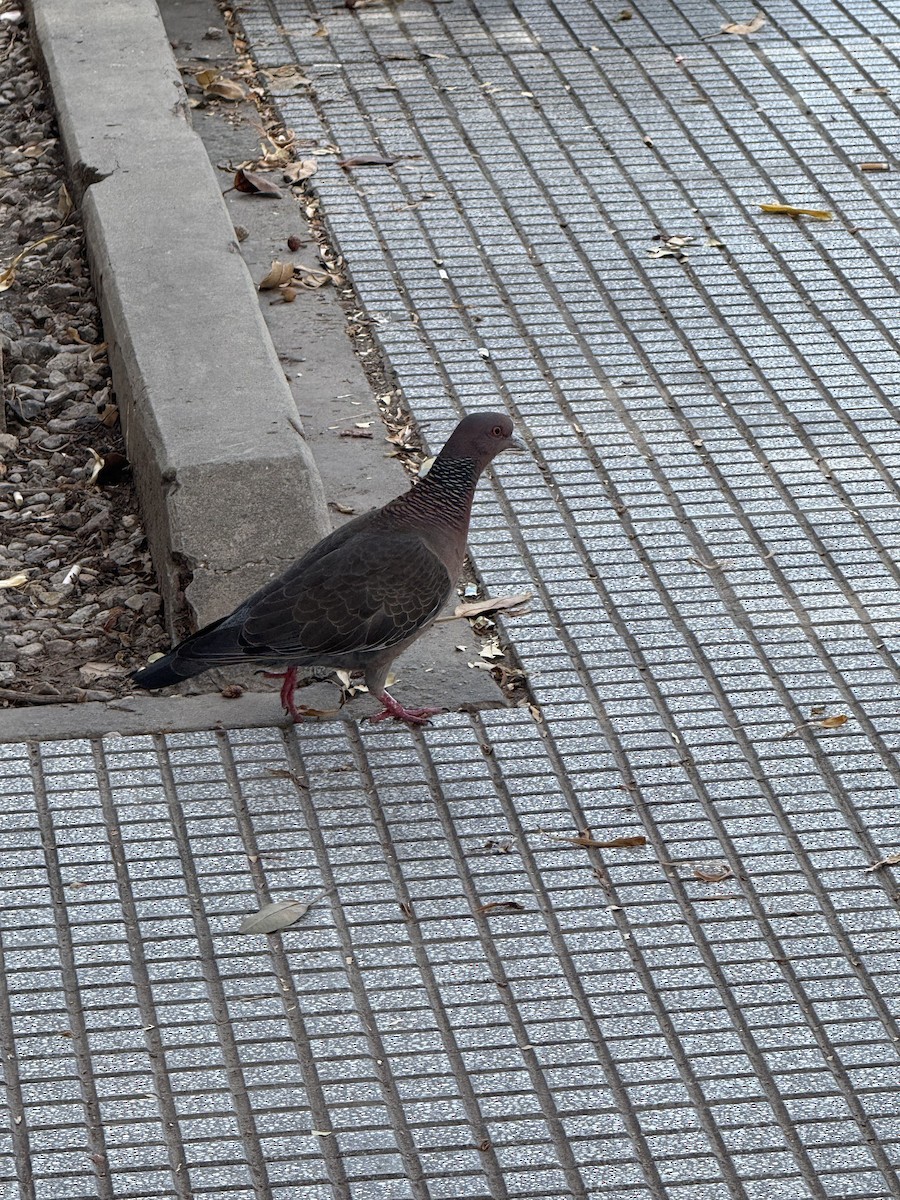 Picazuro Pigeon - ML646409413