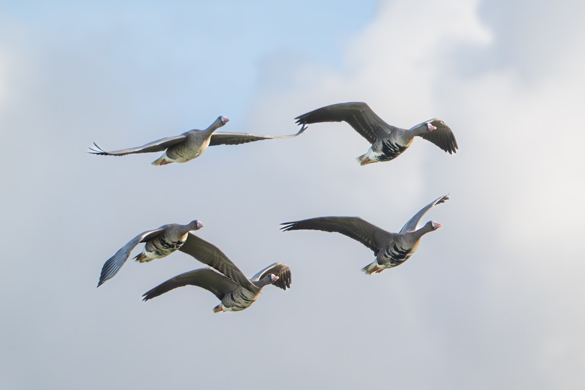 Greater White-fronted Goose - ML646409415