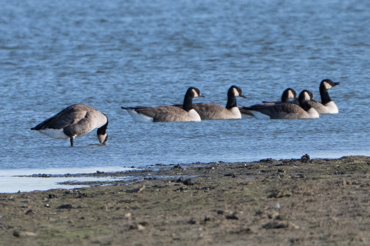 Canada Goose - ML646409421