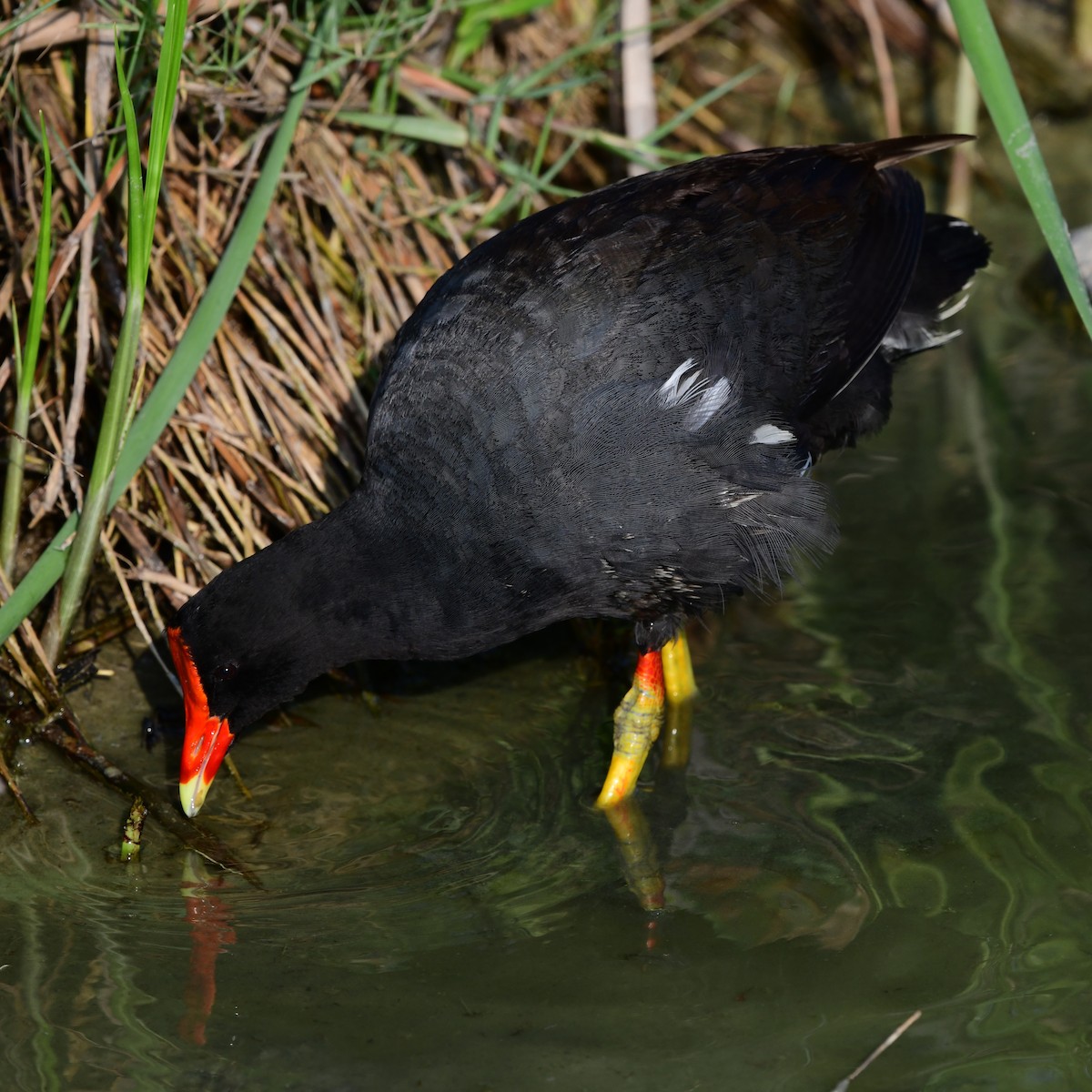 Common Gallinule - ML646409425