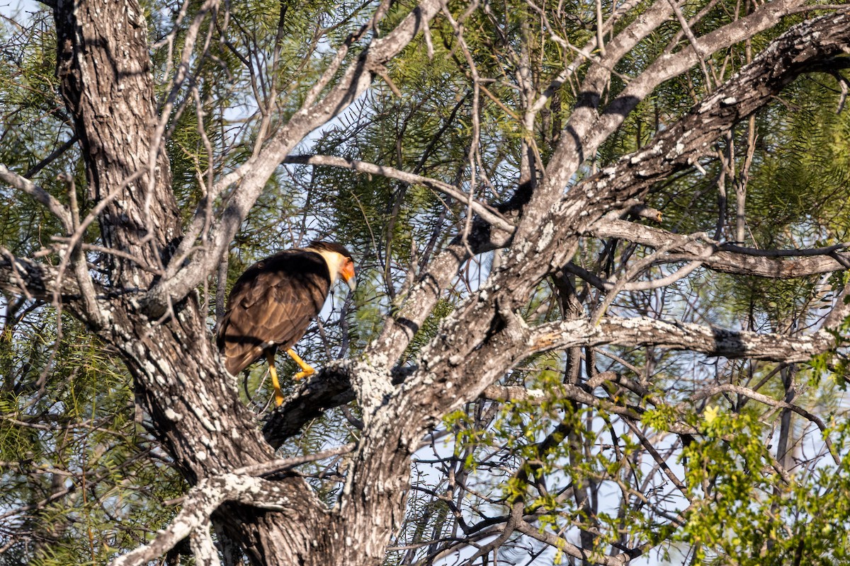 karančo jižní - ML646409429