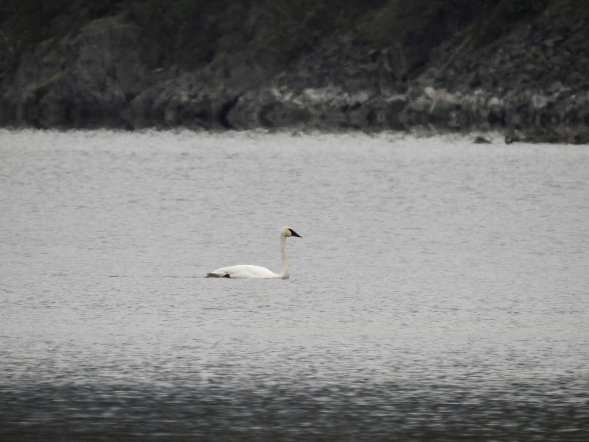 Trumpeter Swan - ML646409430
