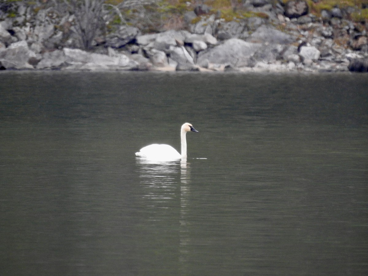Trumpeter Swan - ML646409432