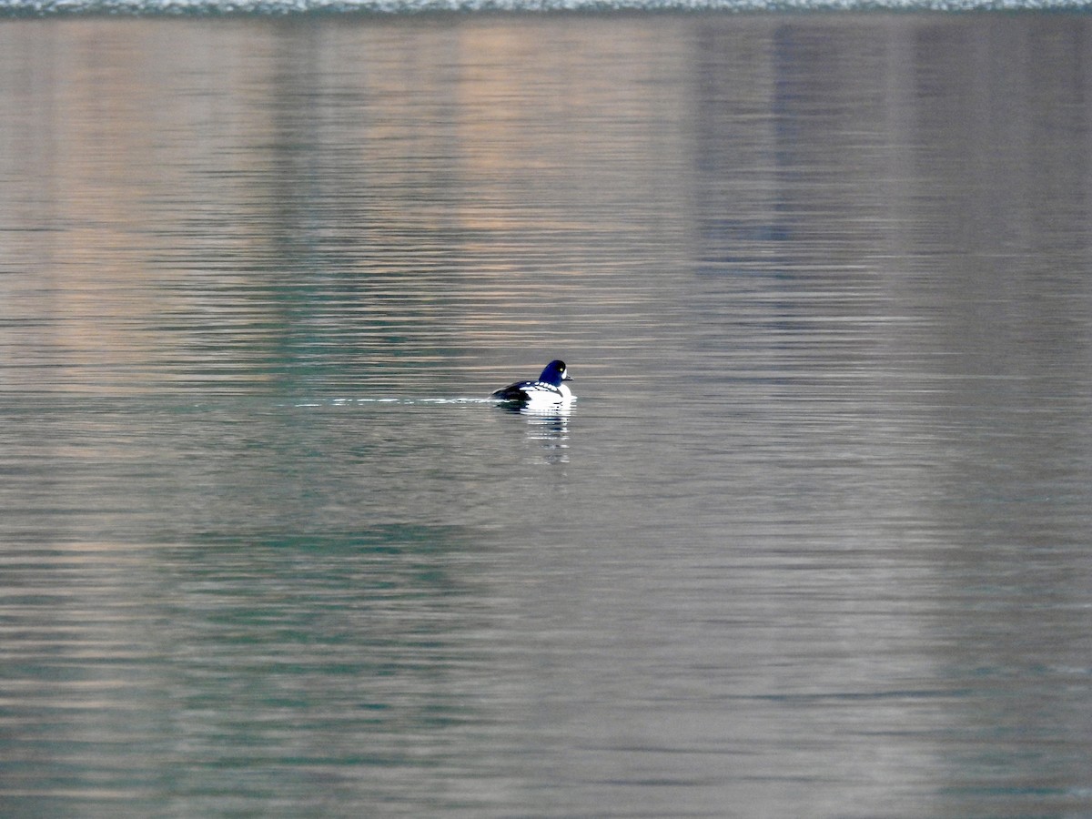 Barrow's Goldeneye - ML646409433