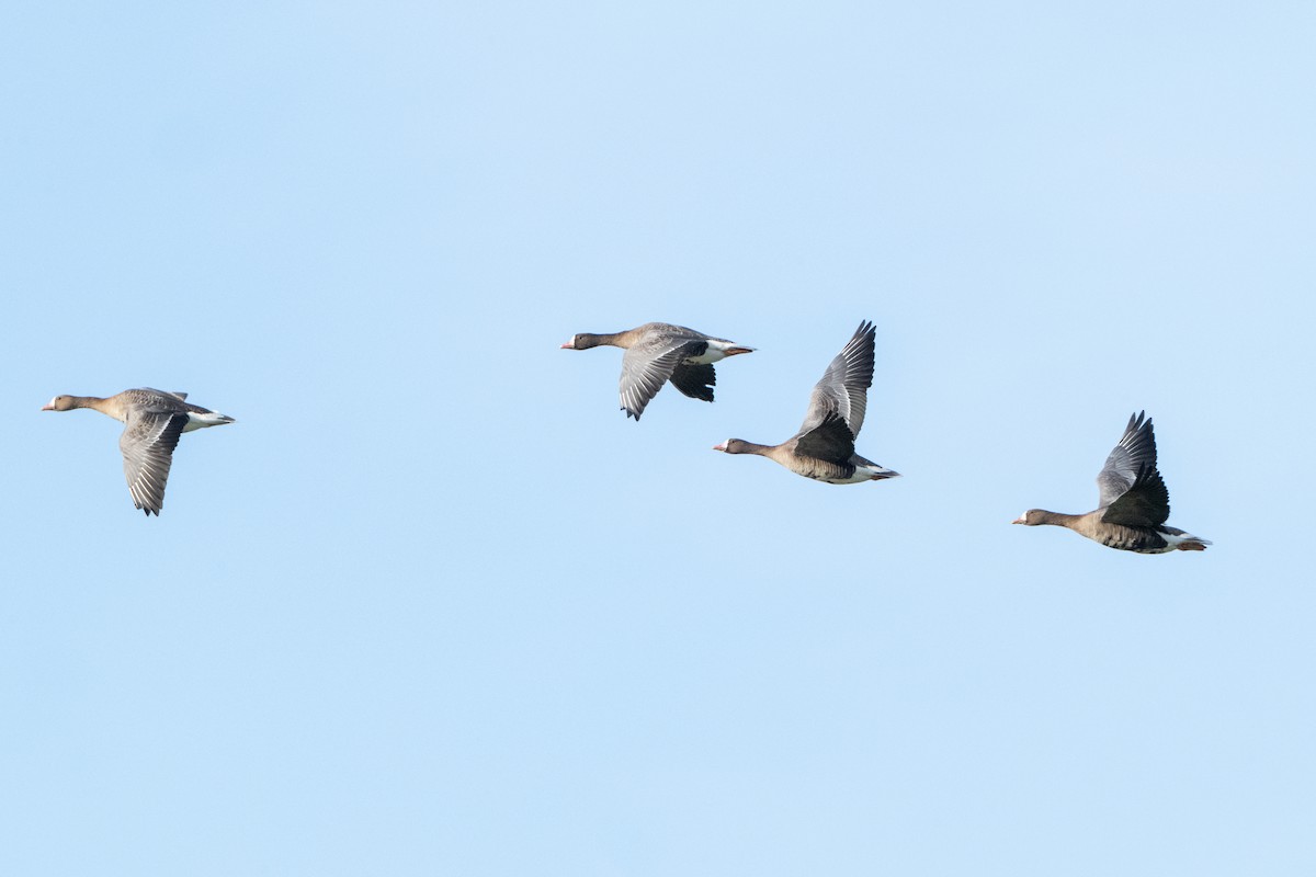 Greater White-fronted Goose - ML646409434