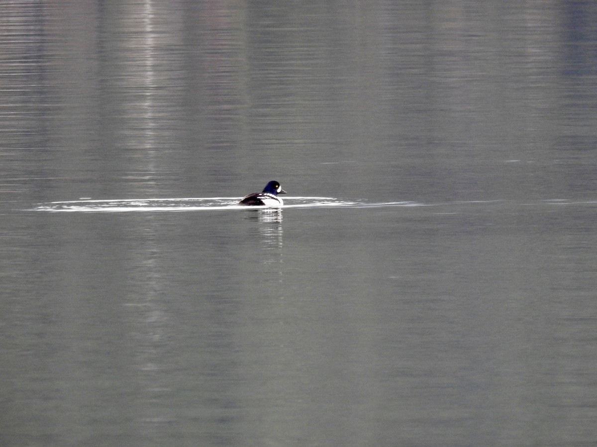 Barrow's Goldeneye - ML646409436