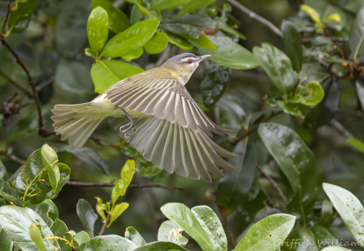 アカメモズモドキ - ML646409437