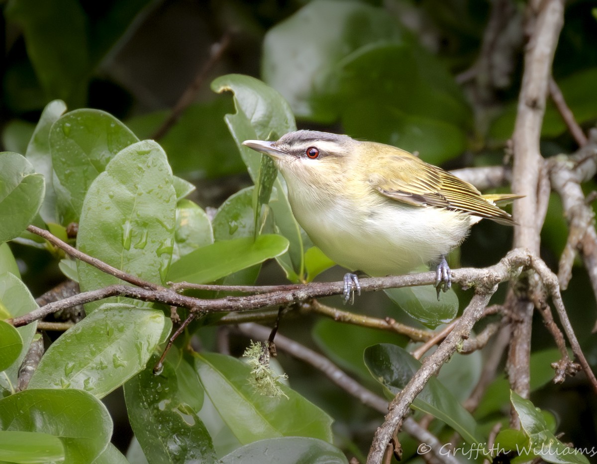 アカメモズモドキ - ML646409438