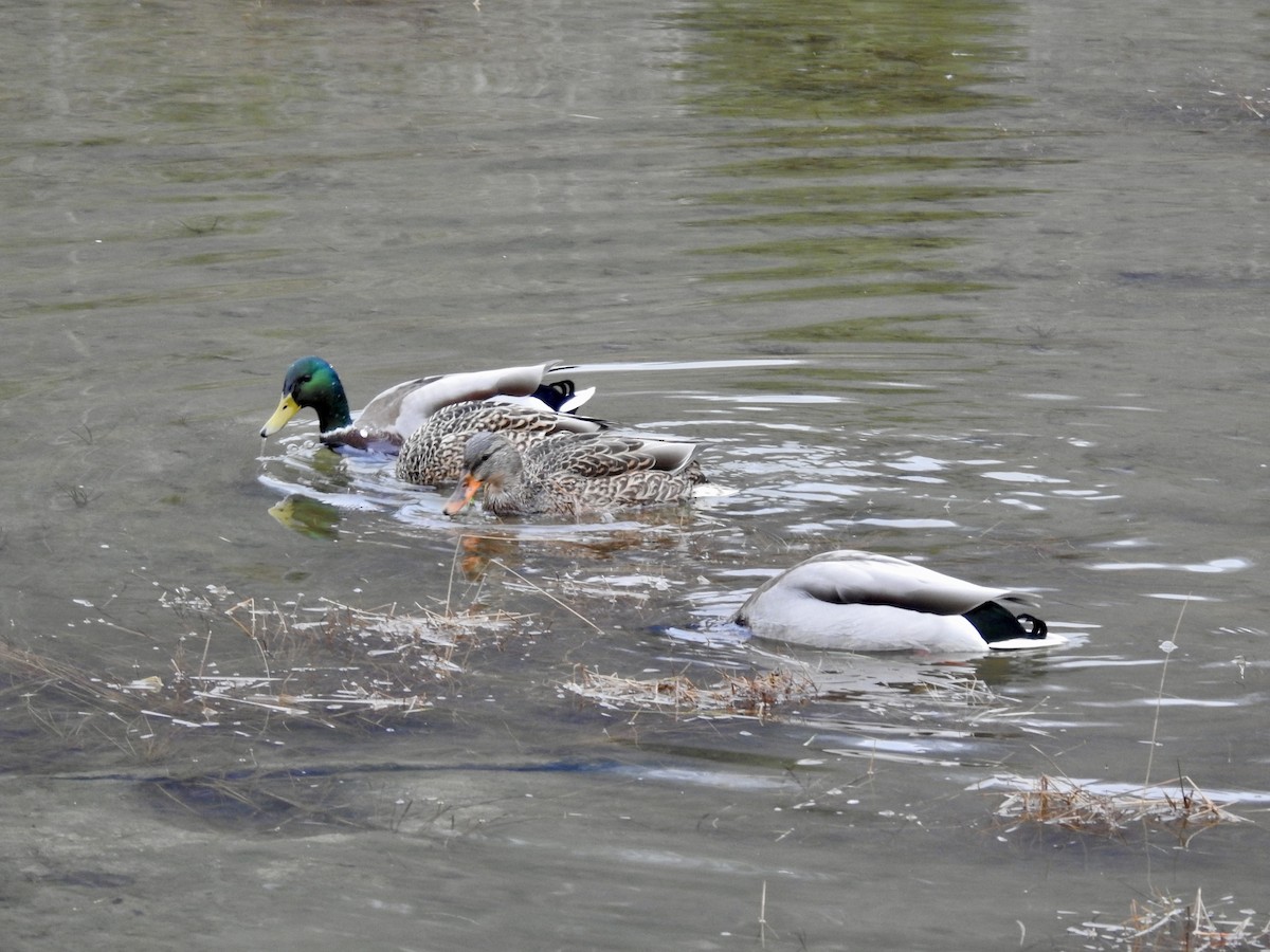 Mallard - ML646409439