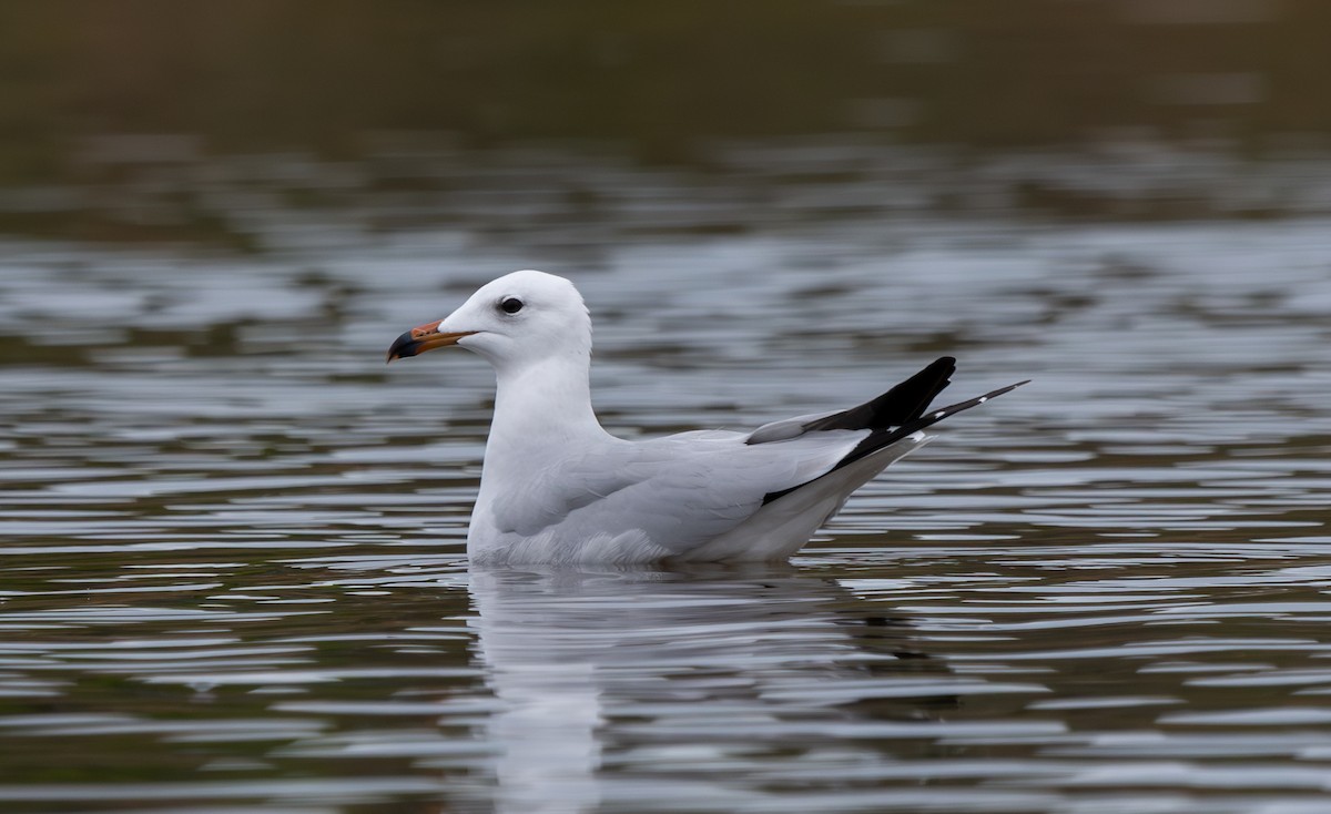 Audouin's Gull - ML646409440