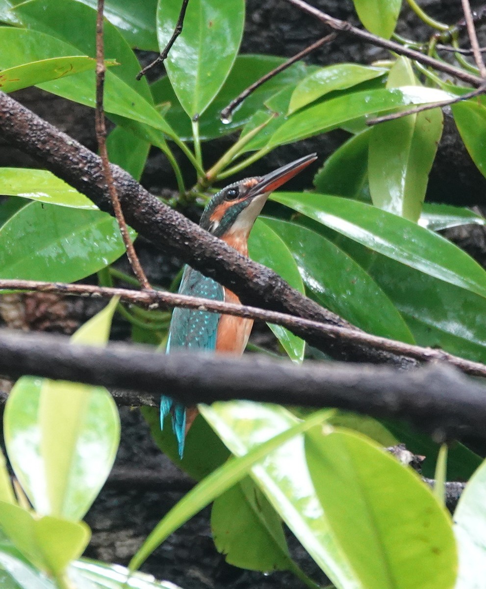 Yalıçapkını - ML646409441