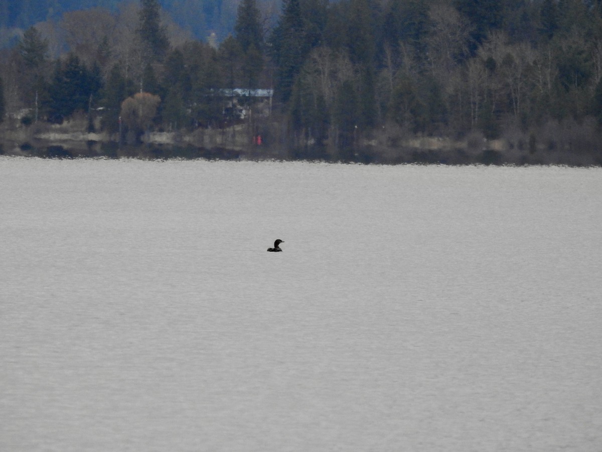 Common Loon - ML646409442