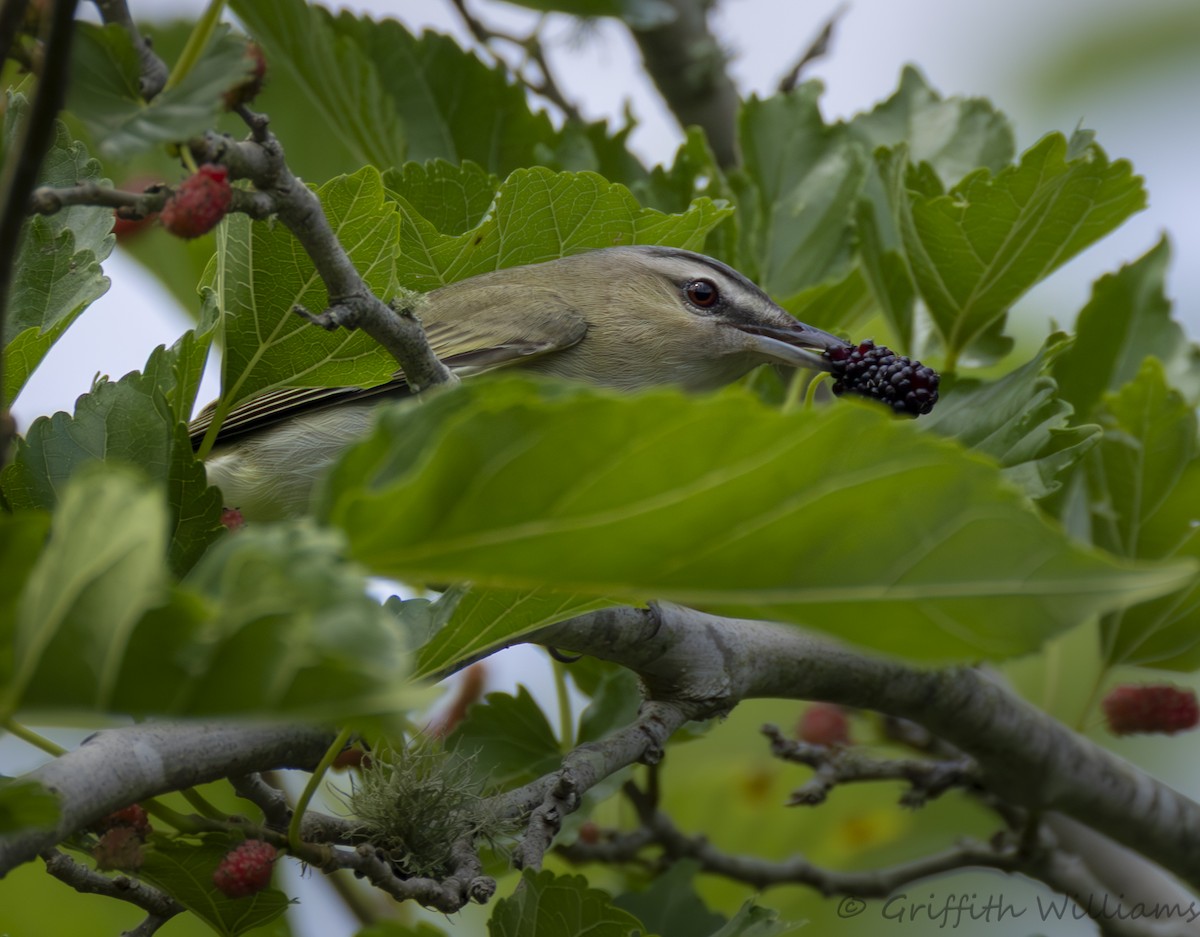 アカメモズモドキ - ML646409443
