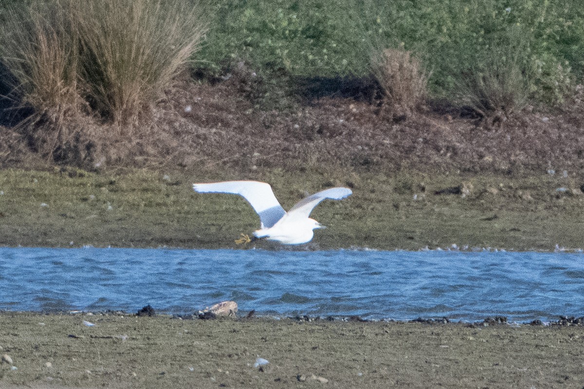 Little Egret - ML646409445