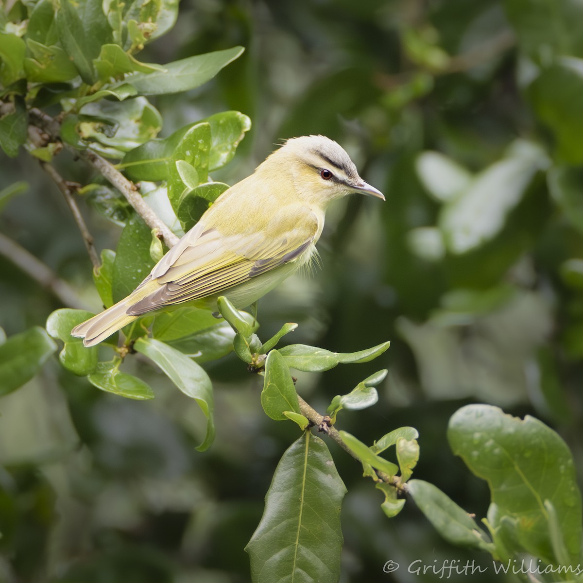 アカメモズモドキ - ML646409446