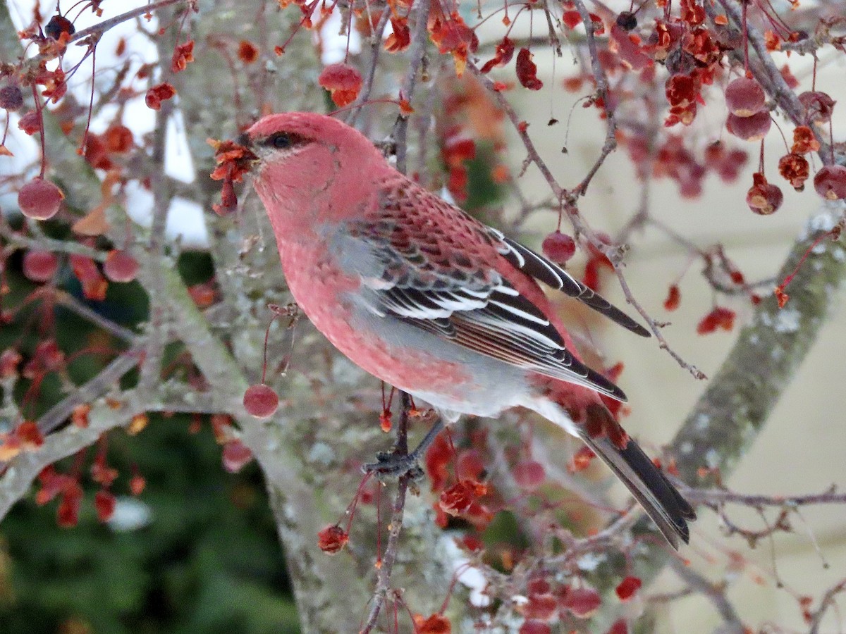 ギンザンマシコ - ML646409447