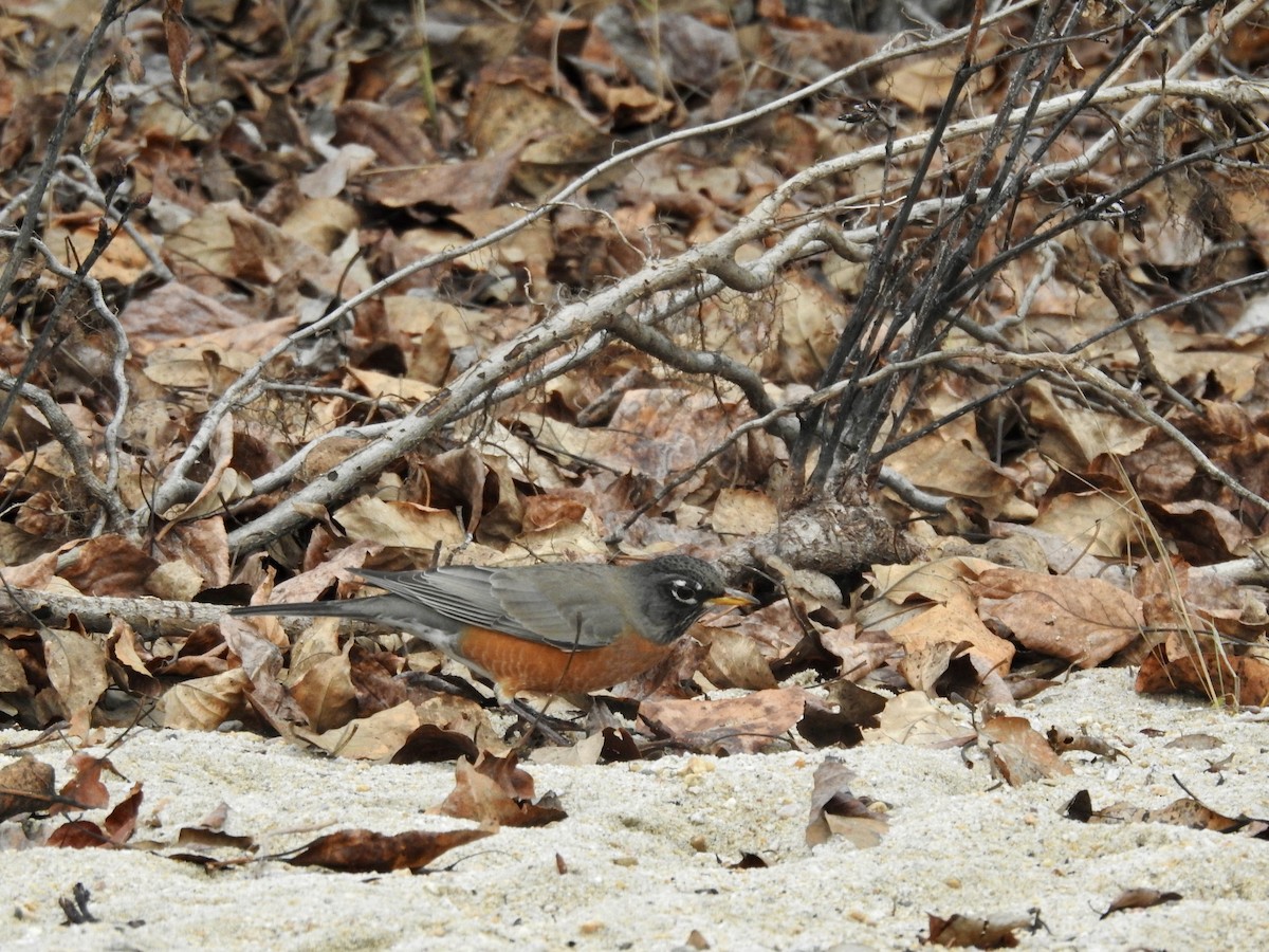 American Robin - ML646409448