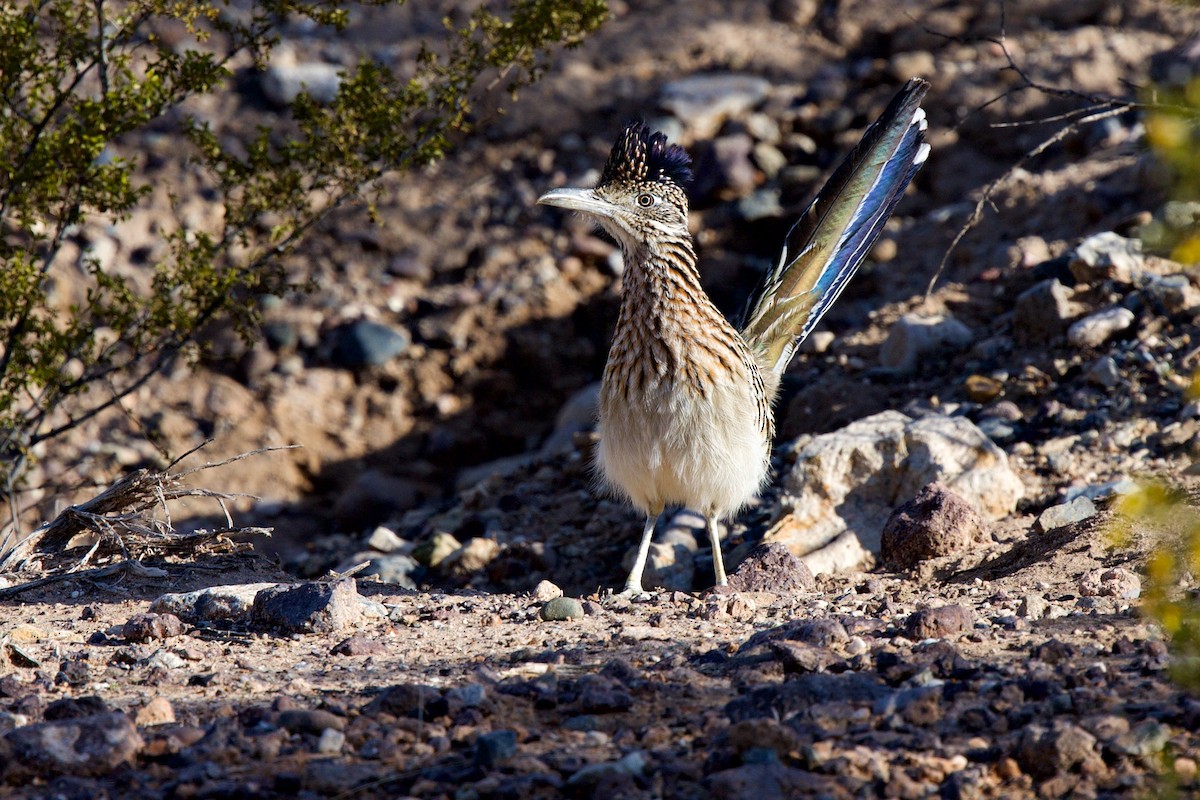 Greater Roadrunner - ML646409449