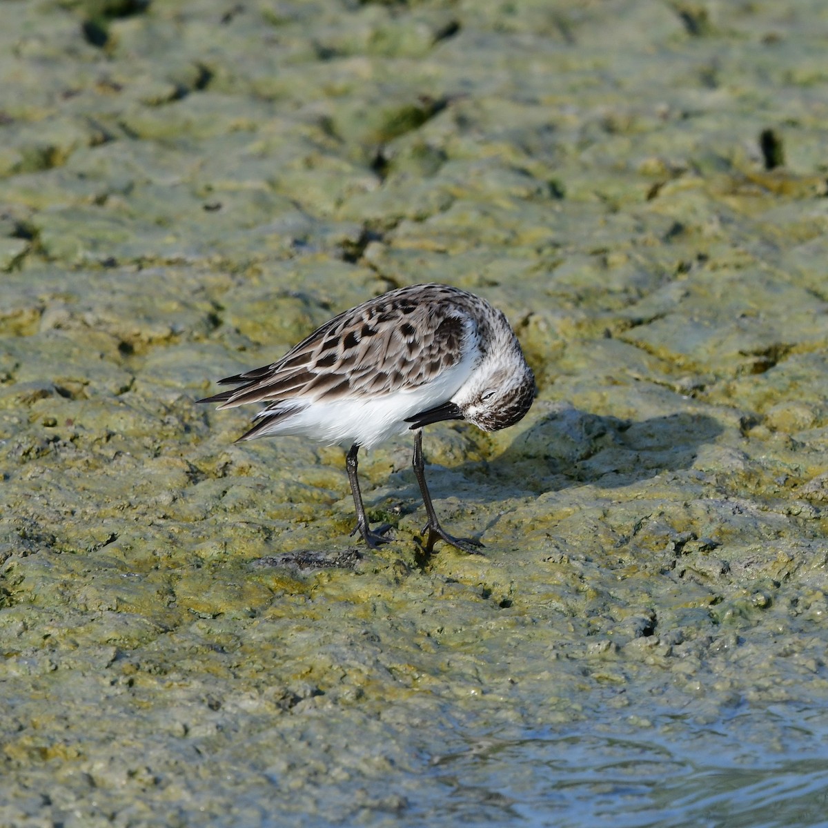 Semipalmated Sandpiper - ML646409450