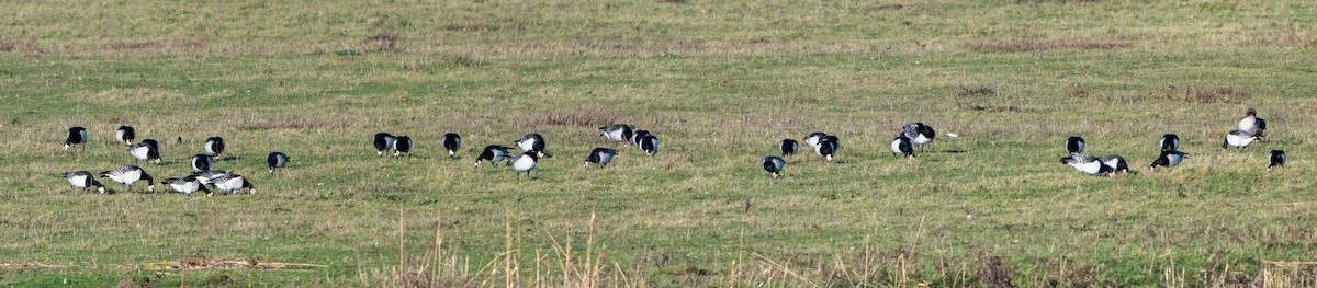 Barnacle Goose - ML646409452